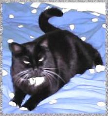 Vivaldi the overweight cat!